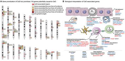 Systematic Prioritization of Candidate Genes in Disease Loci Identifies TRAFD1 as a Master Regulator of IFNγ Signaling in Celiac Disease